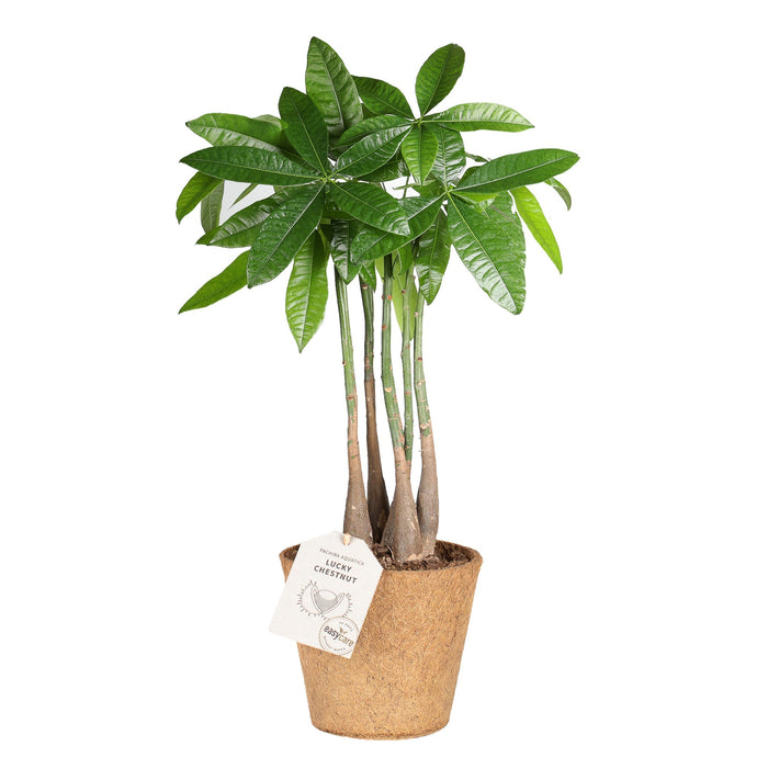 Lucky Tree