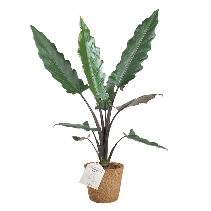 Shuttlecock Plant