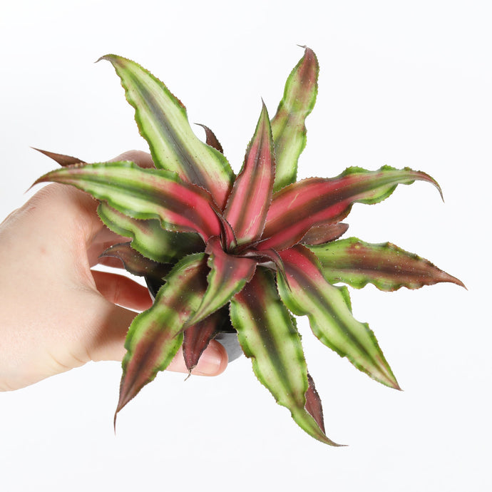 Pineapple Star
