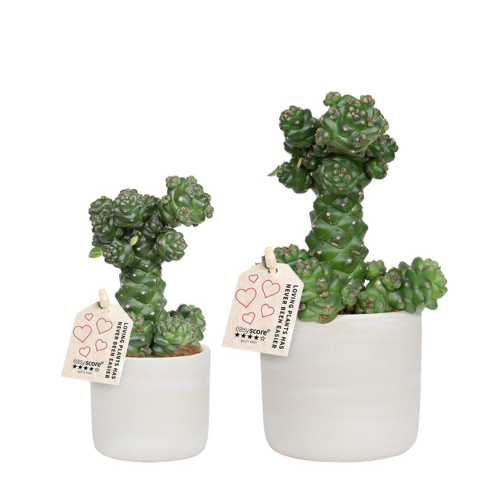 Euphorbia Ritchiei