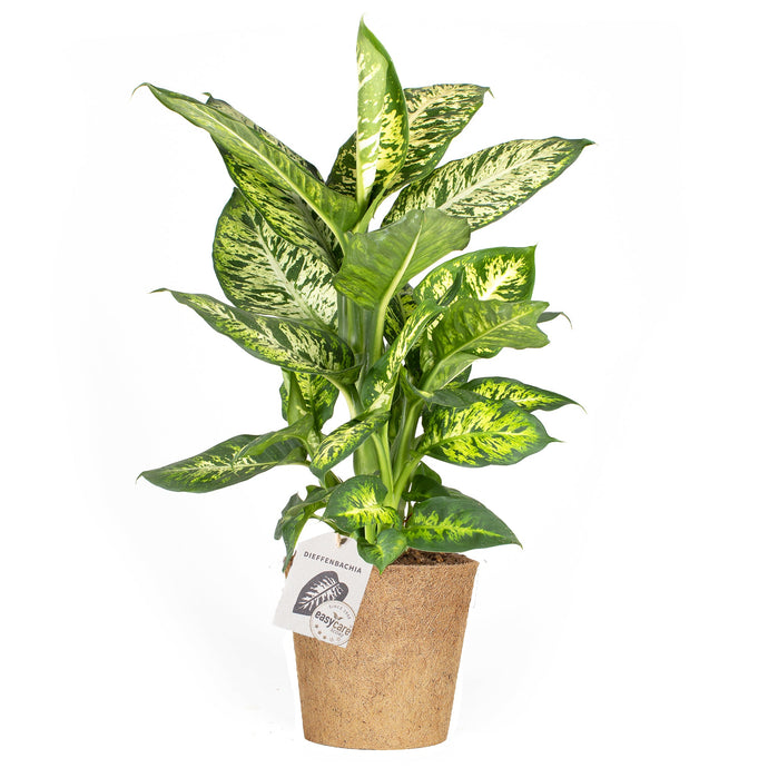 Dieffenbachia