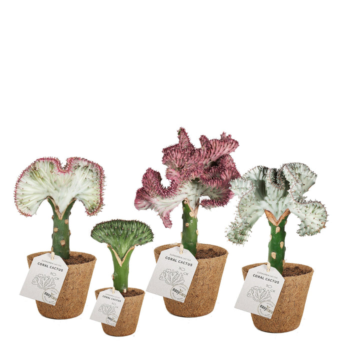 Coral Cactus