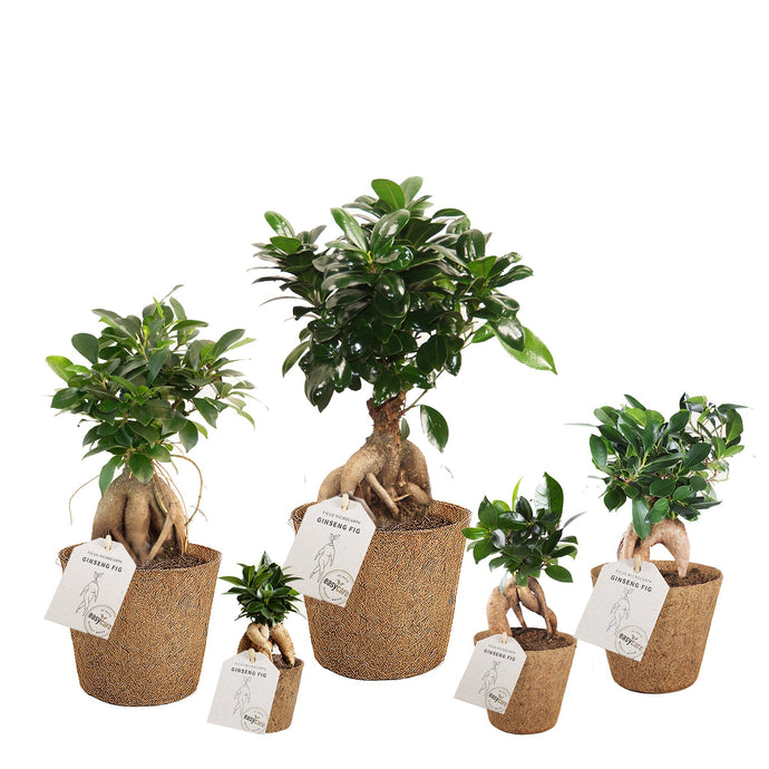 Ginseng Fig