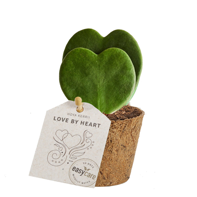 Hoya 'Love by Heart'