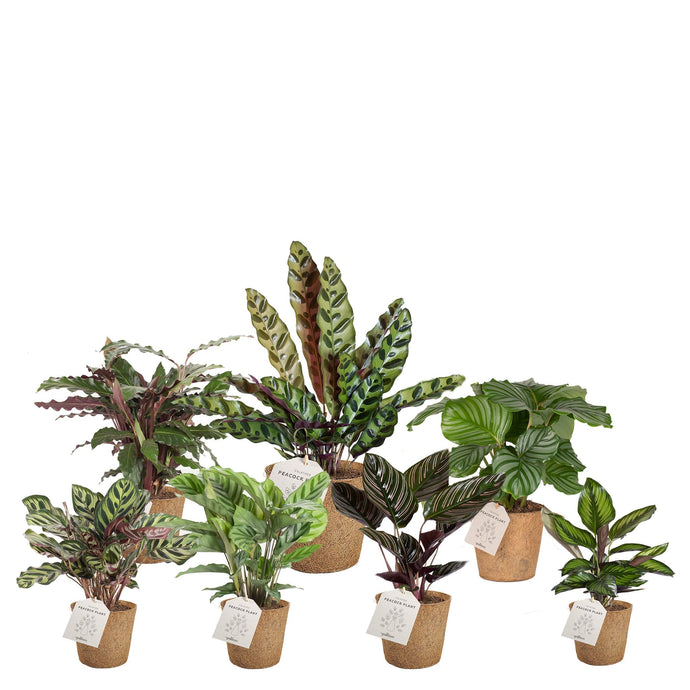 Peacock Plants (Calathea)