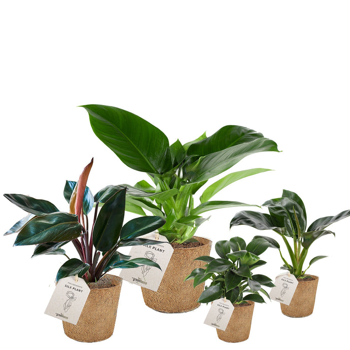 Silk Plants