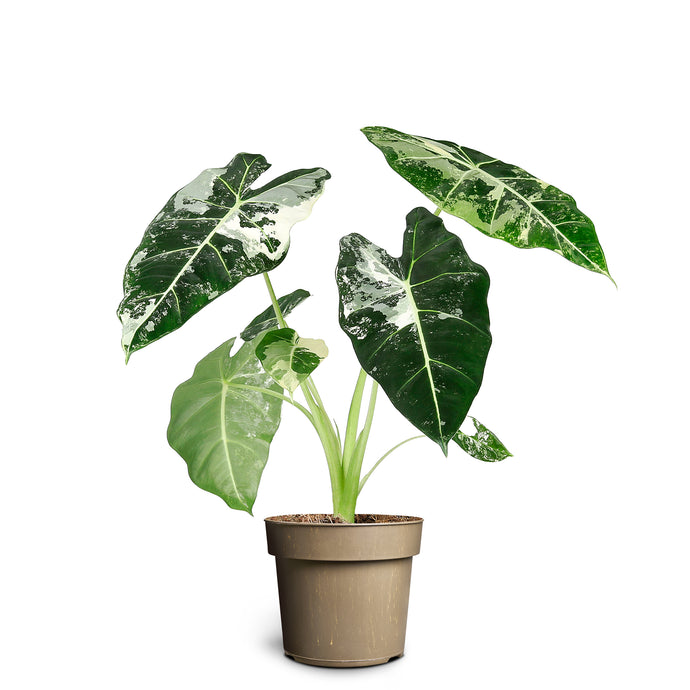 Alocasia Frydek Variegata, Large