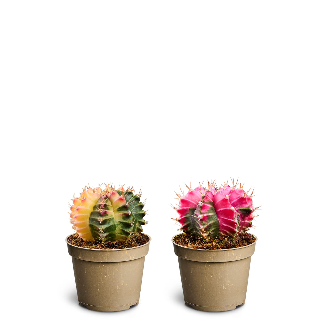 Glow Cactus (1 pcs)