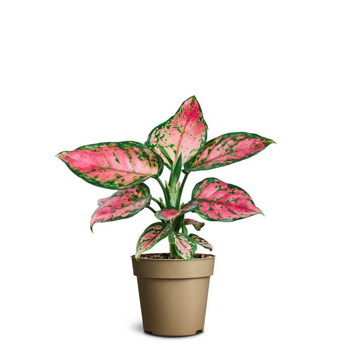 Aglaonema 'Pinky Promise'