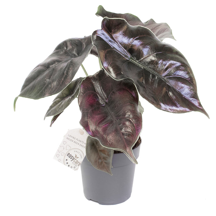 Alocasia azlanii 'Chameloen'
