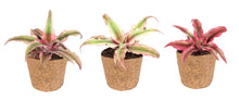 Load image into Gallery, Cryptanthus