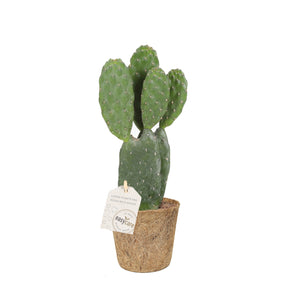 Opuntia kaktus