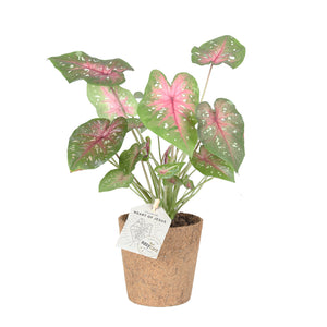 Caladium Casey