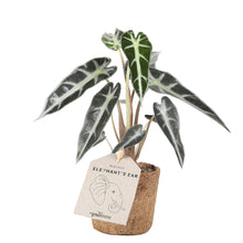 Load image into Gallery, Mini Alocasia bambino