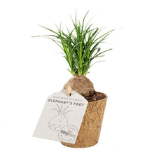 Load image into Gallery, Mini Elefantfod plante