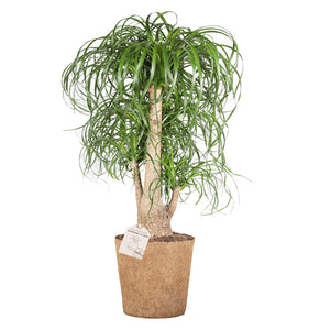 Stor Beaucarnea recurvata 'Elefantfod' plante