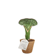 Load image into Gallery, Coral cactus plante