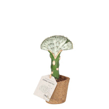 Indlæs billede til gallerivisning Coral cactus grey