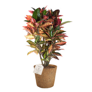 Croton Petra plante med farverige blade