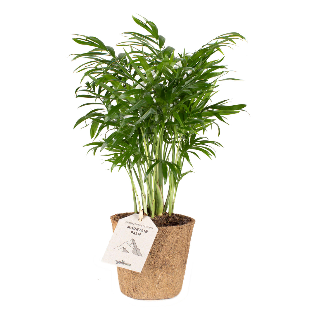 Mountain palm 