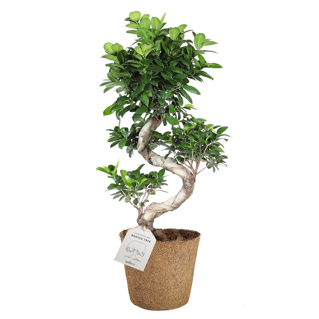 Bonsai Ficus S-shape