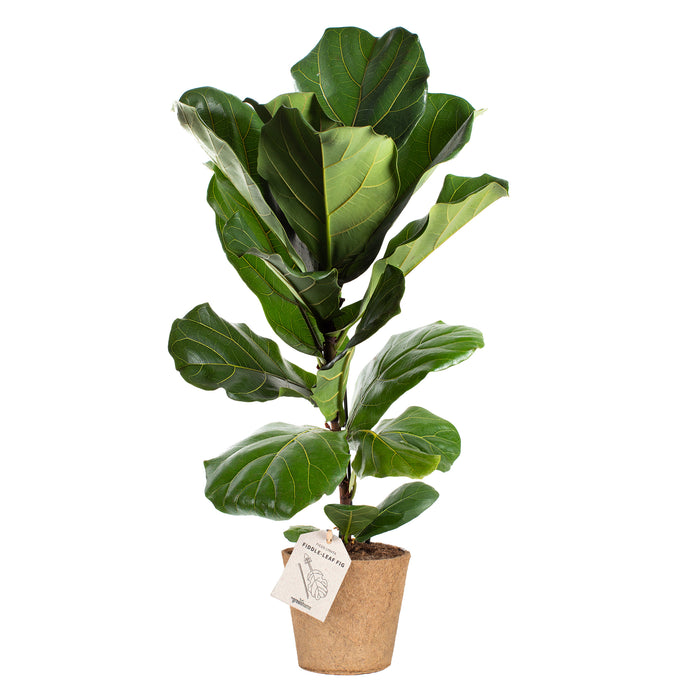 Fiddle Leaf Fig.