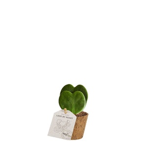 Hoya kerii hjerteformet plante