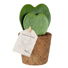 Load image into Gallery, Hoya hjerteformet plante