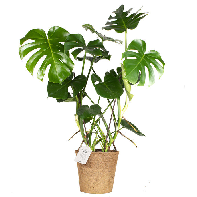 Stor monstera plante