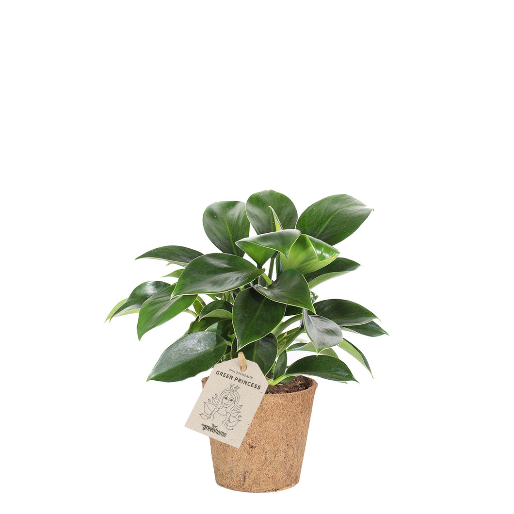 philodendron Green princess