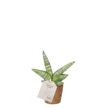 Load image into Gallery, Starfish Plant
