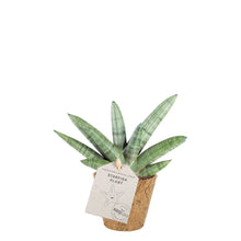 Load image into Gallery, Starfish Plant