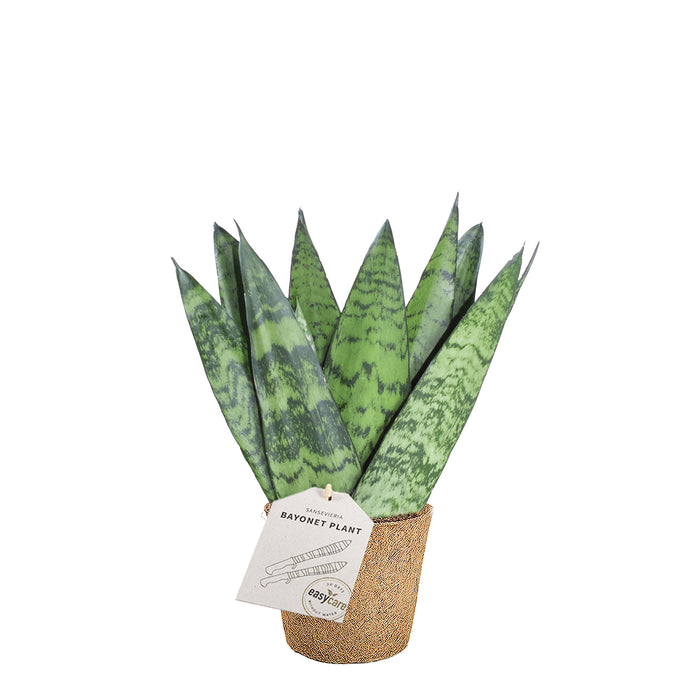 Sansevieria zeylanica