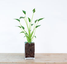 Load image into Gallery, Alocasia &#39;Tiny Dancer&#39; Decoration