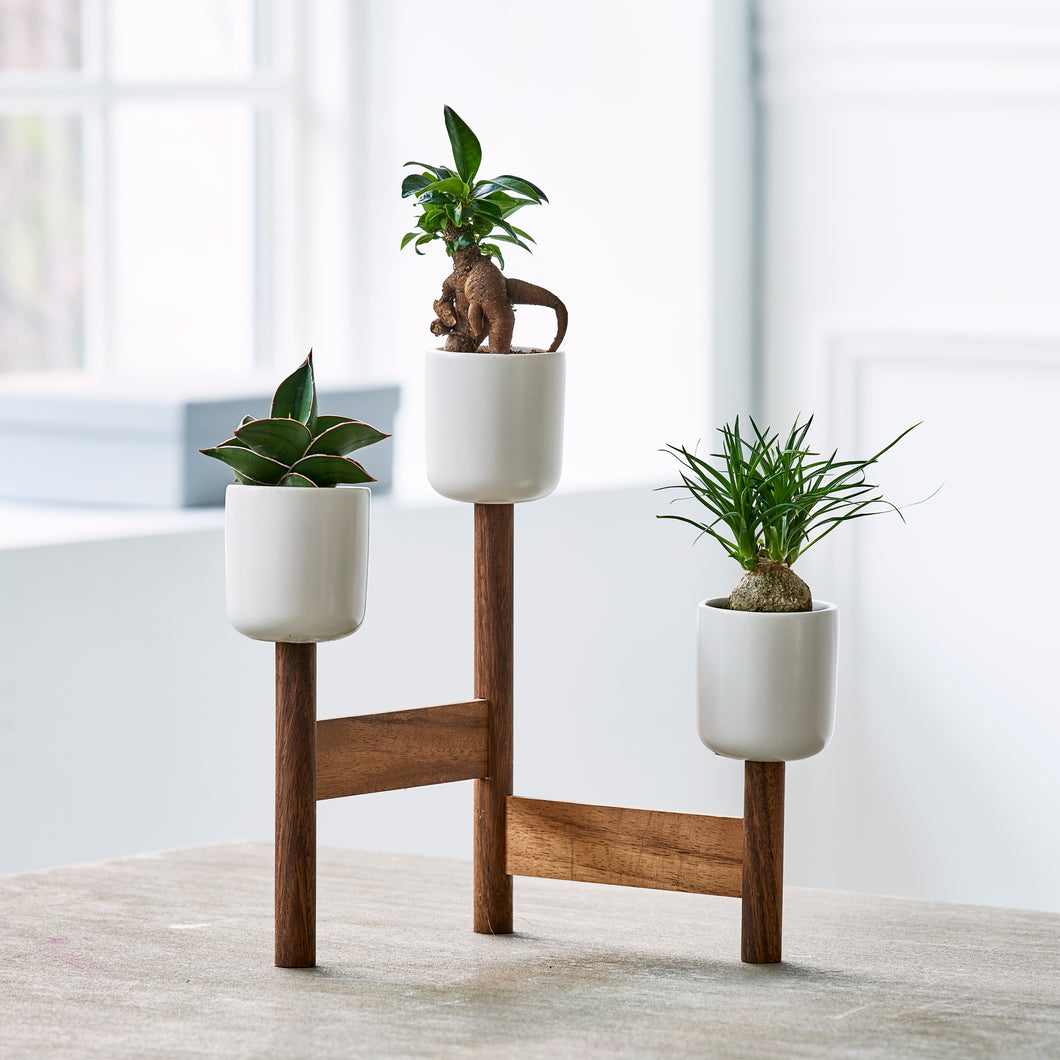 Up stand + 3 coverpots