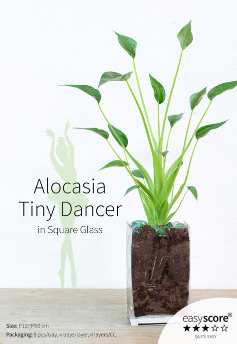 Alocasia 'Tiny Dancer' Decoration