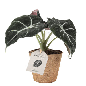 Alocasia Black Velvet plante 