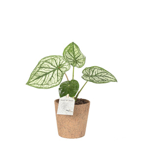 Caladium, Heart of Jesus