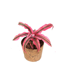 Indlæs billede til gallerivisning Cryptanthus