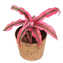Load image into Gallery, Cryptanthus