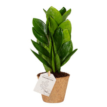Indlæs billede til gallerivisning Zamioculcas supreme